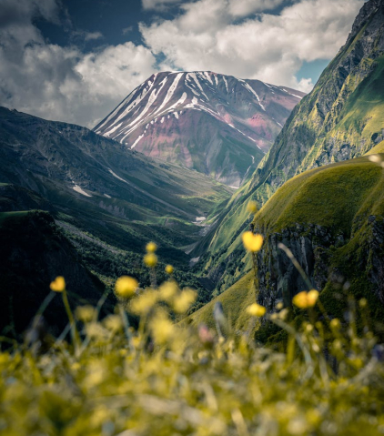 Affiliate Disclosure & Privacy Policy small yellow flowers with clear mountains in the back ground