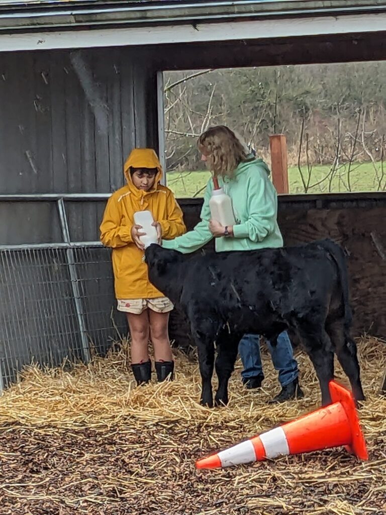 girl in yellow jacket bottle feeding a baby cow with grandma helping